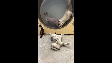 Мне этот мир абсолютно понятен, и я в нем ищу только одного - покоя, умиротворения…